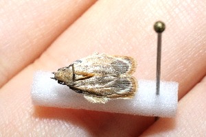  ( - 10-SRNP-43177)  @12 [ ] CreativeCommons - Attribution Non-Commercial Share-Alike (2010) Daniel H. Janzen Guanacaste Dry Forest Conservation Fund