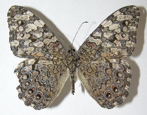  ( - 10-SRNP-55896)  @14 [ ] CreativeCommons - Attribution Non-Commercial Share-Alike (2010) Daniel H. Janzen Guanacaste Dry Forest Conservation Fund