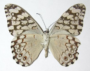  ( - 10-SRNP-55896)  @14 [ ] CreativeCommons - Attribution Non-Commercial Share-Alike (2010) Daniel H. Janzen Guanacaste Dry Forest Conservation Fund