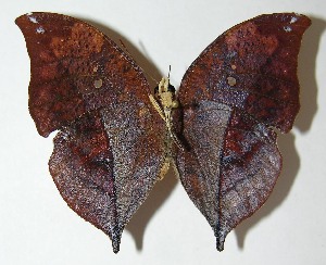  ( - 10-SRNP-69621)  @14 [ ] CreativeCommons - Attribution Non-Commercial Share-Alike (2010) Daniel H. Janzen Guanacaste Dry Forest Conservation Fund