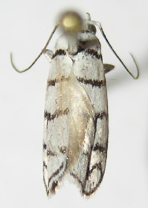  ( - 10-SRNP-14220)  @13 [ ] CreativeCommons - Attribution Non-Commercial Share-Alike (2010) Daniel H. Janzen Guanacaste Dry Forest Conservation Fund