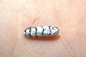  ( - 10-SRNP-14259)  @13 [ ] CreativeCommons - Attribution Non-Commercial Share-Alike (2010) Daniel H. Janzen Guanacaste Dry Forest Conservation Fund