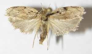  ( - 10-SRNP-21559)  @14 [ ] CreativeCommons - Attribution Non-Commercial Share-Alike (2010) Daniel H. Janzen Guanacaste Dry Forest Conservation Fund