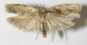  ( - 10-SRNP-2841)  @14 [ ] CreativeCommons - Attribution Non-Commercial Share-Alike (2010) Daniel H. Janzen Guanacaste Dry Forest Conservation Fund