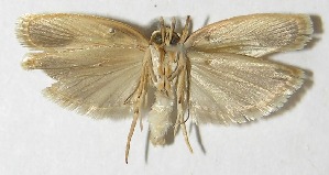  ( - 10-SRNP-2841)  @14 [ ] CreativeCommons - Attribution Non-Commercial Share-Alike (2010) Daniel H. Janzen Guanacaste Dry Forest Conservation Fund