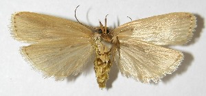  ( - 10-SRNP-30707)  @14 [ ] CreativeCommons - Attribution Non-Commercial Share-Alike (2010) Daniel H. Janzen Guanacaste Dry Forest Conservation Fund