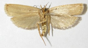  ( - 10-SRNP-40651)  @14 [ ] CreativeCommons - Attribution Non-Commercial Share-Alike (2010) Daniel H. Janzen Guanacaste Dry Forest Conservation Fund