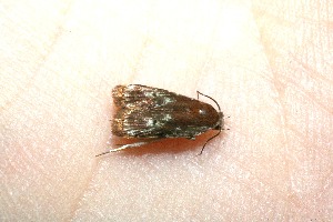  ( - 10-SRNP-41054)  @12 [ ] CreativeCommons - Attribution Non-Commercial Share-Alike (2010) Daniel H. Janzen Guanacaste Dry Forest Conservation Fund