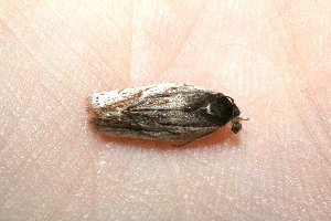  ( - 10-SRNP-41821)  @13 [ ] CreativeCommons - Attribution Non-Commercial Share-Alike (2010) Daniel H. Janzen Guanacaste Dry Forest Conservation Fund