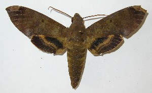  ( - 10-SRNP-72089)  @14 [ ] CreativeCommons - Attribution Non-Commercial Share-Alike (2012) Daniel H. Janzen Guanacaste Dry Forest Conservation Fund