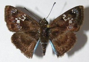  ( - 10-SRNP-81157)  @14 [ ] CreativeCommons - Attribution Non-Commercial Share-Alike (2012) Daniel H. Janzen Guanacaste Dry Forest Conservation Fund