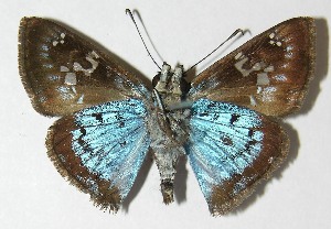  ( - 10-SRNP-81157)  @14 [ ] CreativeCommons - Attribution Non-Commercial Share-Alike (2012) Daniel H. Janzen Guanacaste Dry Forest Conservation Fund