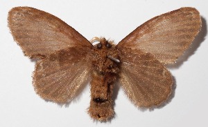  ( - 14-SRNP-3258)  @14 [ ] CreativeCommons  Attribution Non-Commercial Share-Alike (2016) Unspecified Guanacaste Dry Forest Conservation Fund