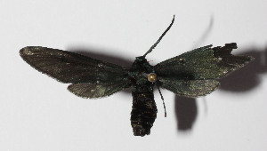  ( - 14-SRNP-3428)  @12 [ ] CreativeCommons  Attribution Non-Commercial Share-Alike (2016) Unspecified Guanacaste Dry Forest Conservation Fund