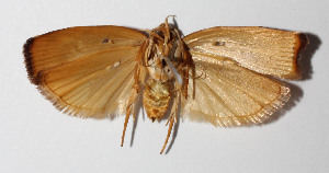  ( - 14-SRNP-45456)  @12 [ ] CreativeCommons  Attribution Non-Commercial Share-Alike (2016) Unspecified Guanacaste Dry Forest Conservation Fund