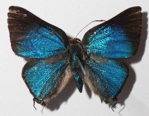  ( - 14-SRNP-58374)  @14 [ ] CreativeCommons  Attribution Non-Commercial Share-Alike (2016) Unspecified Guanacaste Dry Forest Conservation Fund