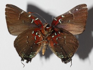  ( - 14-SRNP-58374)  @14 [ ] CreativeCommons  Attribution Non-Commercial Share-Alike (2016) Unspecified Guanacaste Dry Forest Conservation Fund