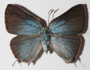  ( - 14-SRNP-58594)  @14 [ ] CreativeCommons  Attribution Non-Commercial Share-Alike (2016) Unspecified Guanacaste Dry Forest Conservation Fund