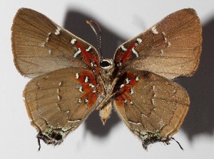  ( - 14-SRNP-58594)  @14 [ ] CreativeCommons  Attribution Non-Commercial Share-Alike (2016) Unspecified Guanacaste Dry Forest Conservation Fund