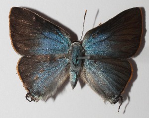  ( - 14-SRNP-58596)  @14 [ ] CreativeCommons  Attribution Non-Commercial Share-Alike (2016) Unspecified Guanacaste Dry Forest Conservation Fund