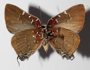  ( - 14-SRNP-58596)  @14 [ ] CreativeCommons  Attribution Non-Commercial Share-Alike (2016) Unspecified Guanacaste Dry Forest Conservation Fund