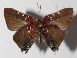  ( - 14-SRNP-58611)  @14 [ ] CreativeCommons  Attribution Non-Commercial Share-Alike (2016) Unspecified Guanacaste Dry Forest Conservation Fund