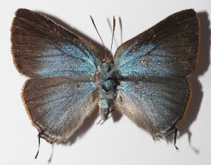  ( - 14-SRNP-58624)  @14 [ ] CreativeCommons  Attribution Non-Commercial Share-Alike (2016) Unspecified Guanacaste Dry Forest Conservation Fund