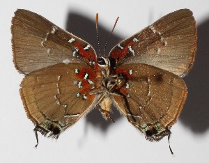  ( - 14-SRNP-58624)  @14 [ ] CreativeCommons  Attribution Non-Commercial Share-Alike (2016) Unspecified Guanacaste Dry Forest Conservation Fund