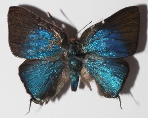  ( - 14-SRNP-58959)  @14 [ ] CreativeCommons  Attribution Non-Commercial Share-Alike (2016) Unspecified Guanacaste Dry Forest Conservation Fund