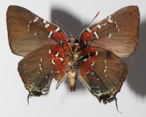  ( - 14-SRNP-58959)  @14 [ ] CreativeCommons  Attribution Non-Commercial Share-Alike (2016) Unspecified Guanacaste Dry Forest Conservation Fund