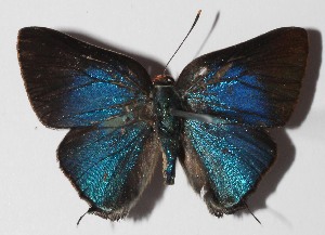  ( - 14-SRNP-58962)  @14 [ ] CreativeCommons  Attribution Non-Commercial Share-Alike (2016) Unspecified Guanacaste Dry Forest Conservation Fund