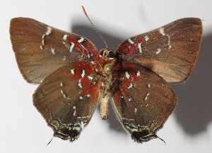  ( - 14-SRNP-58962)  @14 [ ] CreativeCommons  Attribution Non-Commercial Share-Alike (2016) Unspecified Guanacaste Dry Forest Conservation Fund