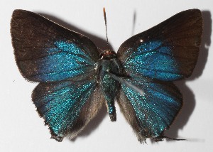  ( - 14-SRNP-58977)  @14 [ ] CreativeCommons  Attribution Non-Commercial Share-Alike (2016) Unspecified Guanacaste Dry Forest Conservation Fund