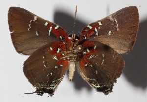  ( - 14-SRNP-58977)  @14 [ ] CreativeCommons  Attribution Non-Commercial Share-Alike (2016) Unspecified Guanacaste Dry Forest Conservation Fund