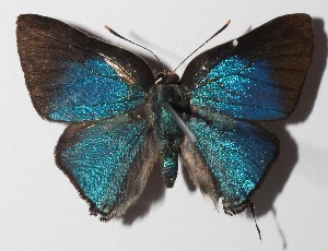  ( - 14-SRNP-58979)  @14 [ ] CreativeCommons  Attribution Non-Commercial Share-Alike (2016) Unspecified Guanacaste Dry Forest Conservation Fund