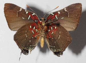  ( - 14-SRNP-58979)  @14 [ ] CreativeCommons  Attribution Non-Commercial Share-Alike (2016) Unspecified Guanacaste Dry Forest Conservation Fund