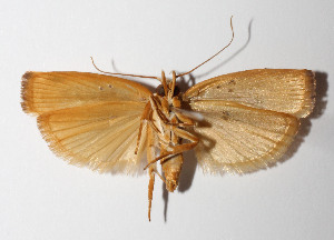  ( - 14-SRNP-65127)  @12 [ ] CreativeCommons  Attribution Non-Commercial Share-Alike (2016) Unspecified Guanacaste Dry Forest Conservation Fund