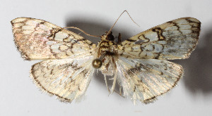  ( - 14-SRNP-71391)  @13 [ ] CreativeCommons  Attribution Non-Commercial Share-Alike (2016) Unspecified Guanacaste Dry Forest Conservation Fund