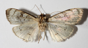  ( - 14-SRNP-71391)  @13 [ ] CreativeCommons  Attribution Non-Commercial Share-Alike (2016) Unspecified Guanacaste Dry Forest Conservation Fund