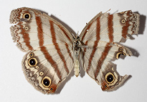  ( - 14-SRNP-81286)  @13 [ ] CreativeCommons  Attribution Non-Commercial Share-Alike (2016) Unspecified Guanacaste Dry Forest Conservation Fund