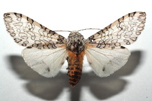  ( - 15-SRNP-100373)  @14 [ ] CreativeCommons  Attribution Non-Commercial Share-Alike (2016) Unspecified Guanacaste Dry Forest Conservation Fund