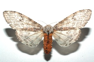  ( - 15-SRNP-100374)  @14 [ ] CreativeCommons  Attribution Non-Commercial Share-Alike (2016) Unspecified Guanacaste Dry Forest Conservation Fund