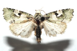  ( - 15-SRNP-100609)  @14 [ ] CreativeCommons  Attribution Non-Commercial Share-Alike (2016) Unspecified Guanacaste Dry Forest Conservation Fund