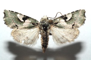  ( - 15-SRNP-100610)  @14 [ ] CreativeCommons  Attribution Non-Commercial Share-Alike (2016) Unspecified Guanacaste Dry Forest Conservation Fund