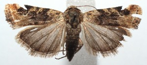  ( - 15-SRNP-100666)  @13 [ ] CreativeCommons  Attribution Non-Commercial Share-Alike (2016) Unspecified Guanacaste Dry Forest Conservation Fund