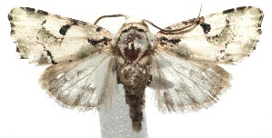  ( - 15-SRNP-100701)  @14 [ ] CreativeCommons  Attribution Non-Commercial Share-Alike (2016) Unspecified Guanacaste Dry Forest Conservation Fund