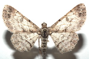  ( - 15-SRNP-100949)  @14 [ ] CreativeCommons  Attribution Non-Commercial Share-Alike (2016) Unspecified Guanacaste Dry Forest Conservation Fund