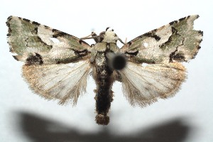  ( - 15-SRNP-100953)  @14 [ ] CreativeCommons  Attribution Non-Commercial Share-Alike (2016) Unspecified Guanacaste Dry Forest Conservation Fund