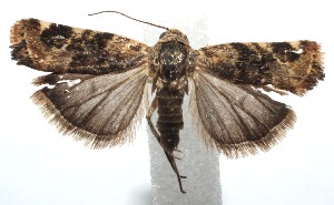  ( - 15-SRNP-100990)  @13 [ ] CreativeCommons  Attribution Non-Commercial Share-Alike (2016) Unspecified Guanacaste Dry Forest Conservation Fund