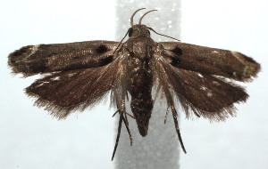  ( - 15-SRNP-101337)  @12 [ ] CreativeCommons  Attribution Non-Commercial Share-Alike (2016) Unspecified Guanacaste Dry Forest Conservation Fund